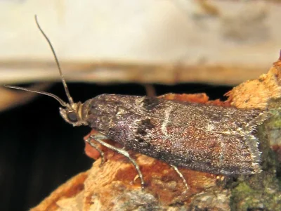 Ortholepis betulae
