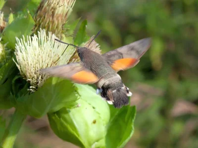 Macroglossum stellatarum