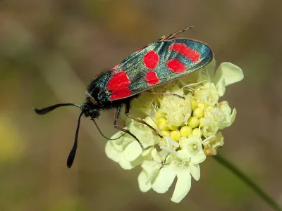 Zygaena (Agrumenia) carniolica