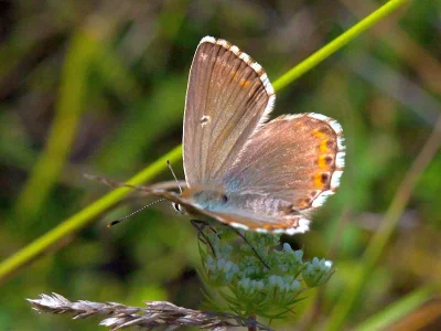 Polyommatus (Lysandra) coridon