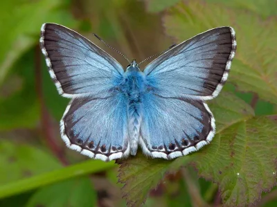 Polyommatus (Lysandra) coridon