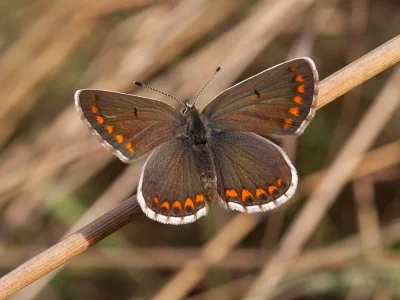 Aricia (Aricia) agestis