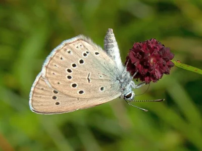Phengaris teleius