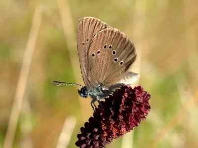 Phengaris nausithous
