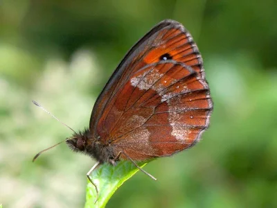 Erebia aethiops