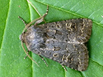 Tholera cespitis
