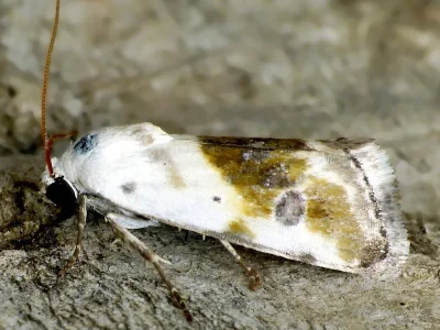 Acontia candefacta