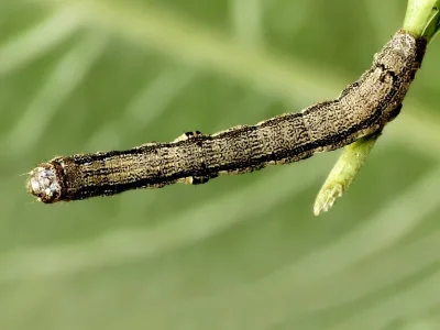 Agriopis bajaria
