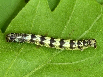 Agriopis leucophaearia