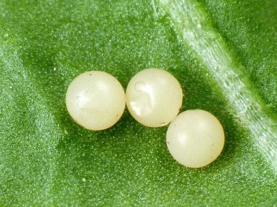 Amata (Syntomis) phegea