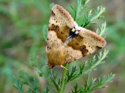 Heliothis (Heliothis) viriplaca