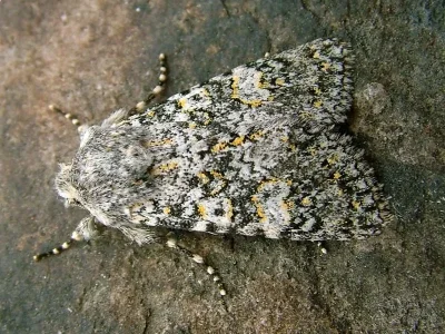 Polymixis (Xanthomixis) xanthomista