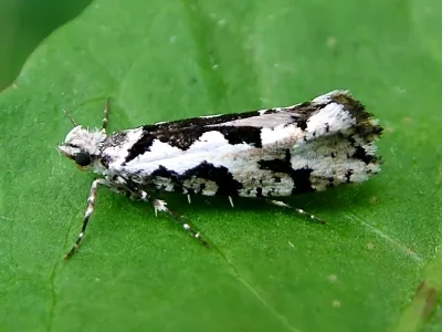 Ypsolopha sequella