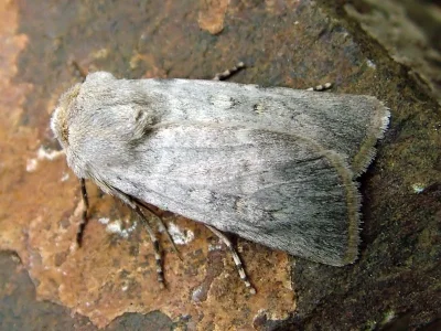 Euxoa (Euxoa) decora