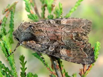 Lacanobia (Diataraxia) aliena