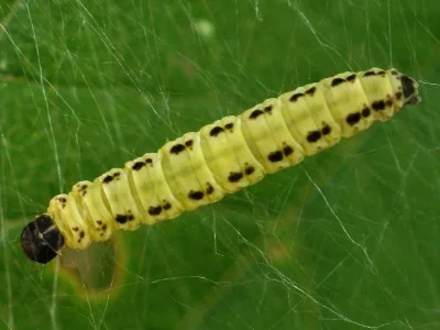 Yponomeuta evonymella