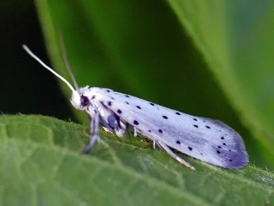 Yponomeuta padella