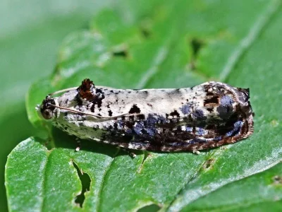 Hedya salicella