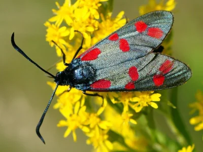 Zygaena (Zygaena) filipendulae