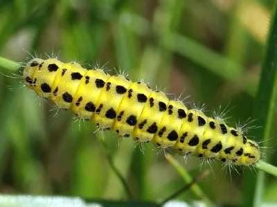 Zygaena (Zygaena) filipendulae
