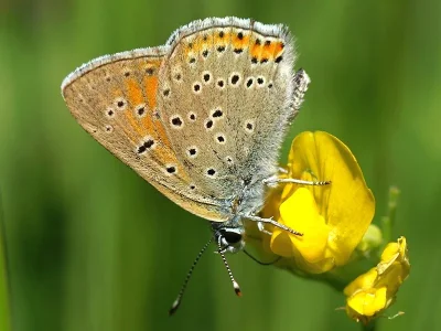 Lycaena (Heodes) hippothoe