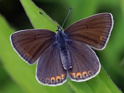 Polyommatus (Plebicula) amandus
