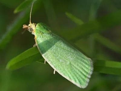 Tortrix viridana