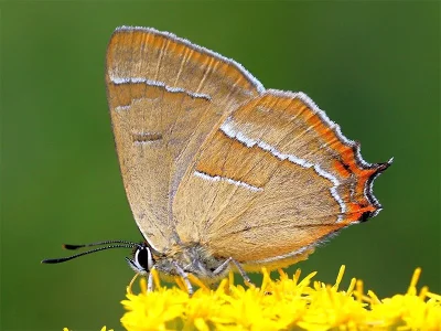 Thecla betulae