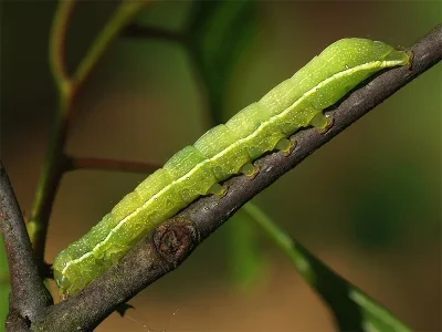 Orthosia (O.) incerta