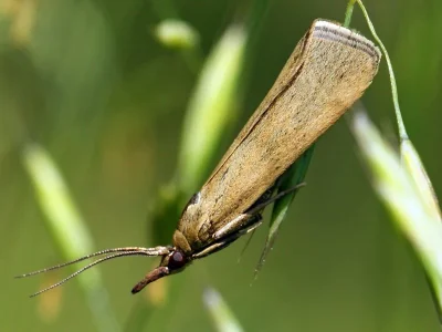 Hypochalcia ahenella