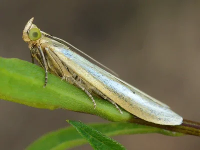 Selagia argyrella