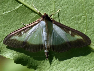 Cydalima perspectalis