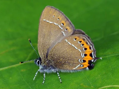 Satyrium (Strymonidia) pruni