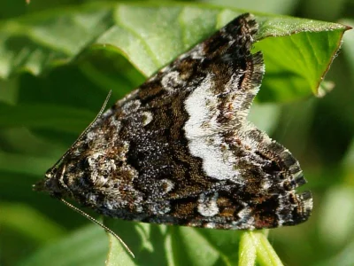 Deltote pygarga