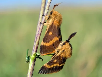 Lemonia dumi