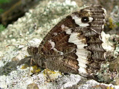 Brintesia circe