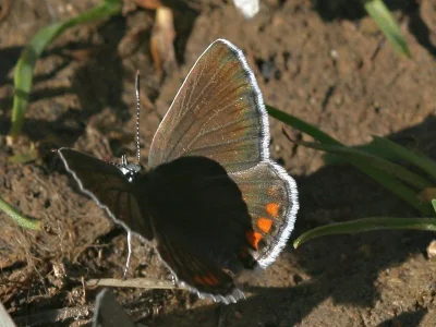 Polyommatus (Agrodiaetus) carmon
