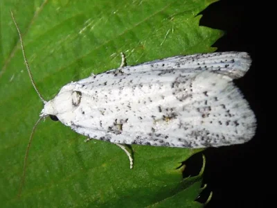 Eana (Eana) italica