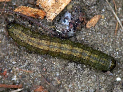 Agrotis (A.) segetum