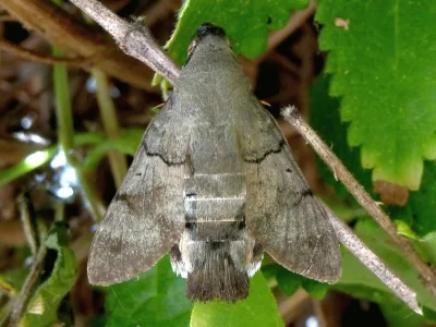 Macroglossum stellatarum