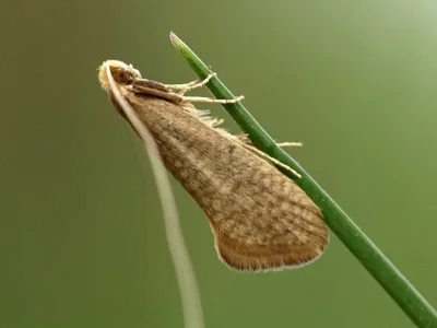 Nematopogon swammerdamella