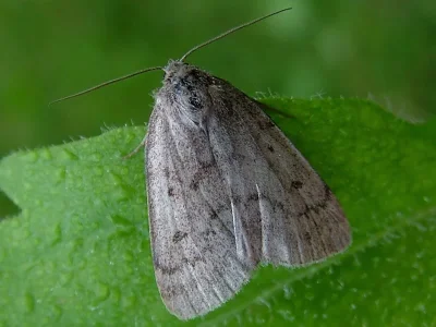 Athetis (Hydrillula) pallustris