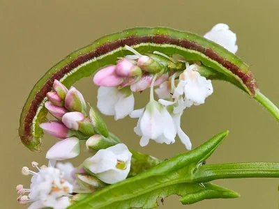 Pseudeustrotia candidula