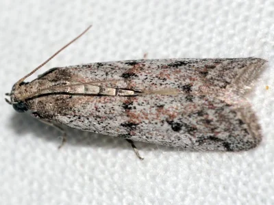 Phycitodes albatella