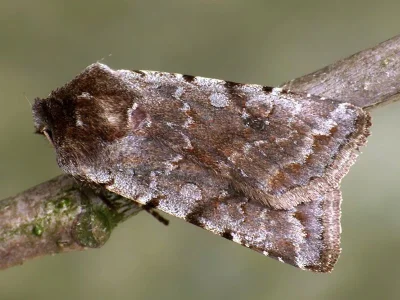 Cerastis (Cerastis) rubricosa