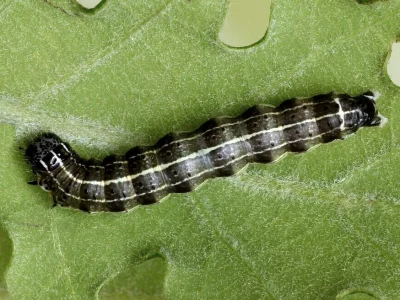 Orthosia (Monima) cruda