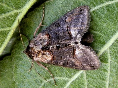 Abrostola asclepiadis