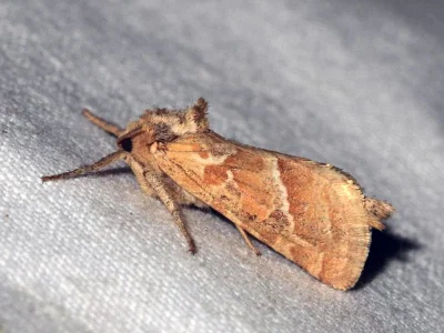 Triodia amasinus