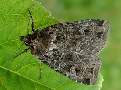 Naenia typica