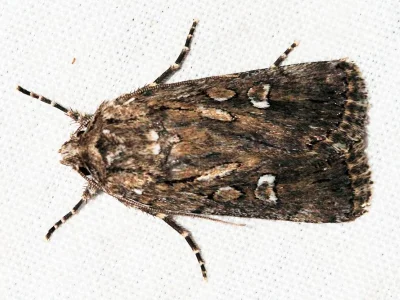 Dichagyris (Yigoga) celsicola